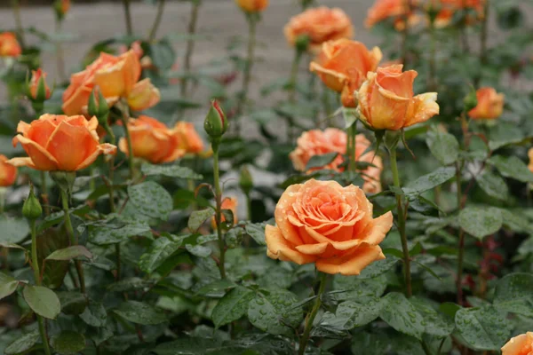 Primer Plano Hermosas Rosas Parque — Foto de Stock