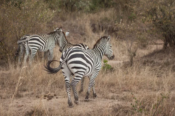 Zebrák Közelsége Kelet Afrika Egyik Nemzeti Parkjában — Stock Fotó