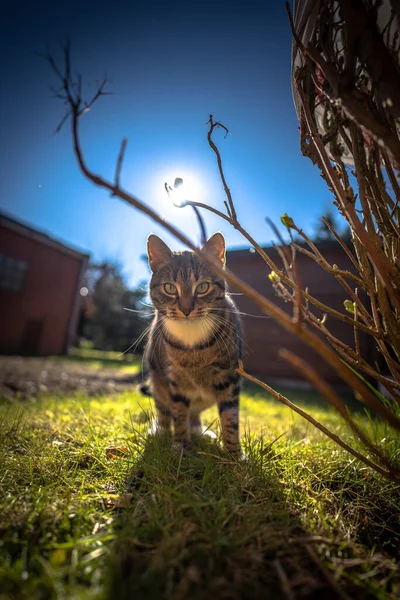 Disparo Vertical Lindo Gato Parque Verde Junto Las Ramas Mañana — Foto de Stock