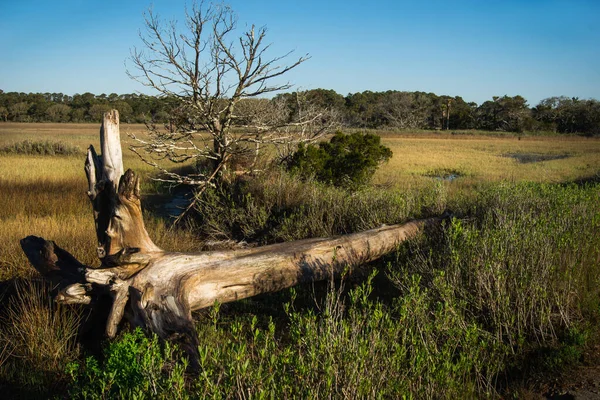蔚蓝的天空下的农田上一棵倒下的树的自然景观 — 图库照片