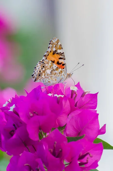Μια Κάθετη Φωτογραφία Από Λουλούδι Bougainvillea Glabra Και Βαμμένη Πεταλούδα — Φωτογραφία Αρχείου