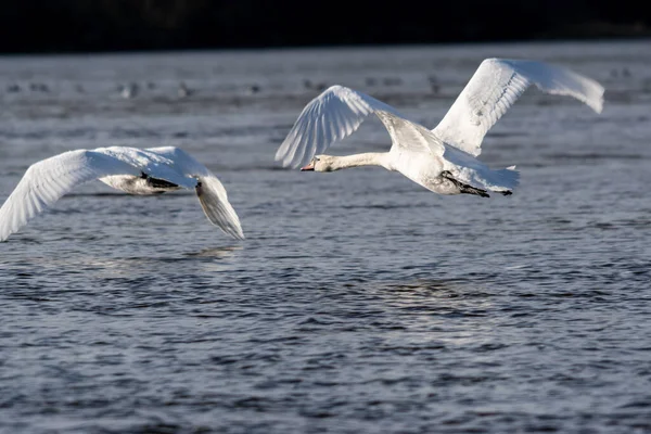 Beautiful Shot Couple Mute Swan Flying Calm Water Bright Sunlight — Stock Photo, Image