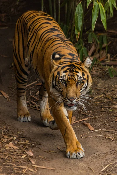 Вертикальный Снимок Дикого Голодного Тигра Идущего Тропинке Зоопарке Смотрящего Камеру — стоковое фото