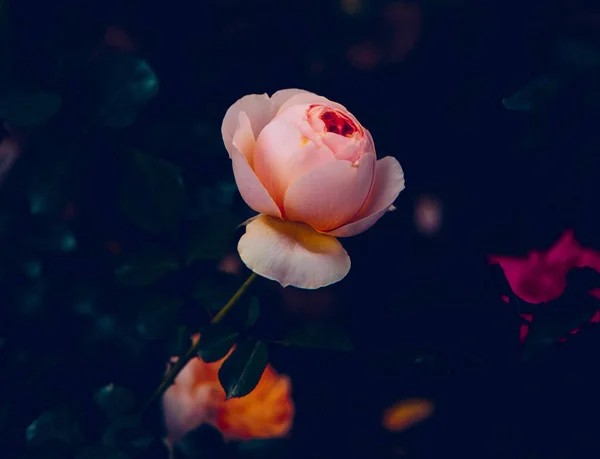 Eine Nahaufnahme Einer Rosa Rose Einem Garten Auf Schwarzem Hintergrund — Stockfoto