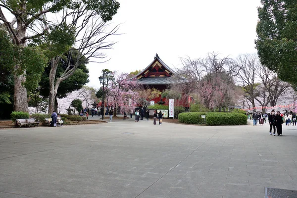 Japonya Daki Ueno Tapınağı Nda Güzel Bir Kiraz Çiçeği Resmi — Stok fotoğraf