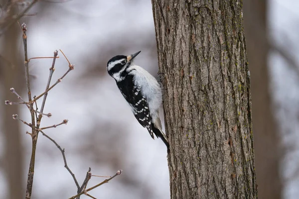 加拿大安大略省冬季期间 树干上的一只下垂的啄木鸟 — 图库照片