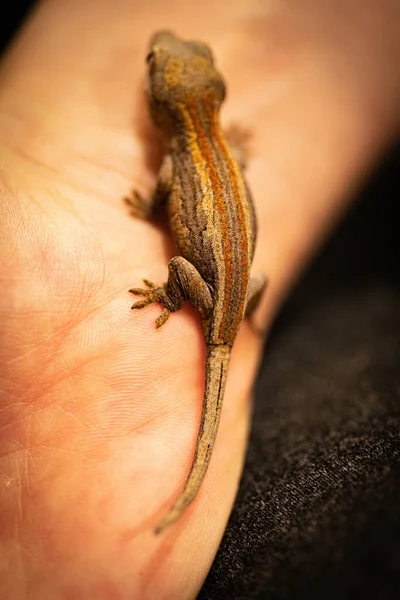 Gros Plan Bébé Gecko Gargouille — Photo