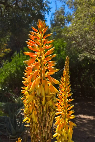 Высокий Цветок Растения Алоэ Ярко Желтый Красный — стоковое фото