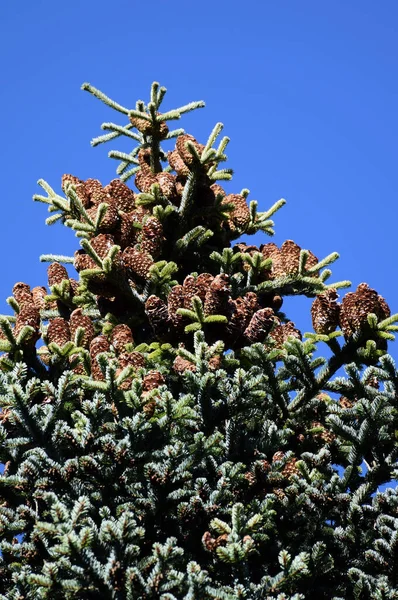 青い空の下でモミの木の垂直ショット — ストック写真