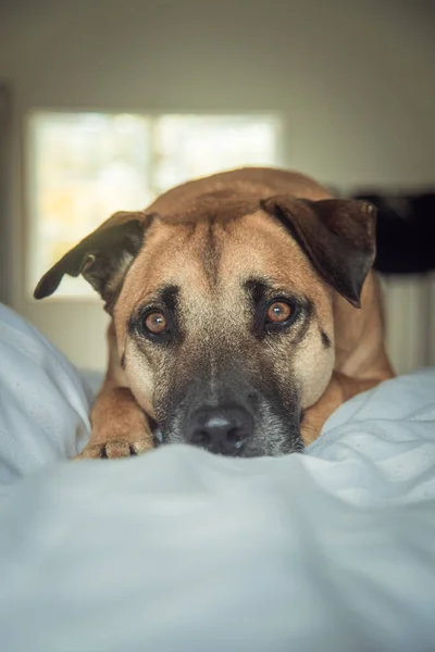 Eine Vertikale Aufnahme Eines Boerboel Hundes Der Auf Der Decke — Stockfoto