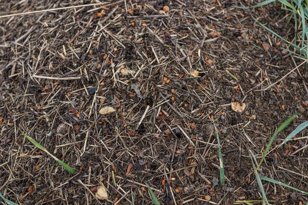 Mnoho Mravenců Zblízka Obrovská Armáda Mravenců Buduje Hřišti Mraveniště — Stock fotografie