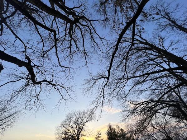 Plano Bajo Ángulo Cielo Azul Claro Visto Través Árboles Desnudos —  Fotos de Stock