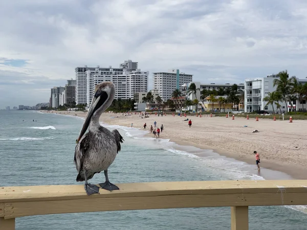 Grande Pássaro Pelicano Sentado Cais Fort Lauderdale Beach Florida — Fotografia de Stock