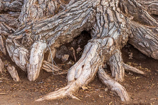 美国亚利桑那州普雷斯科特谷费恩公园的巨大柳树树根的密闭 — 图库照片