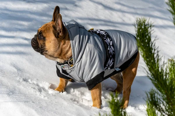 Primer Plano Bulldog Francés Marrón Con Abrigo Invierno Gris Pie —  Fotos de Stock