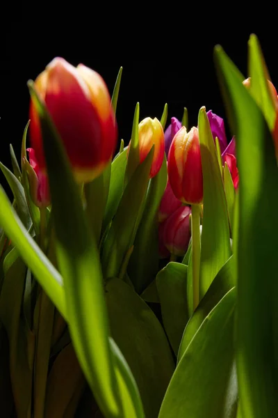 Bouquet Tulipes Vives Avec Des Pétales Tendres Colorés Des Feuilles — Photo