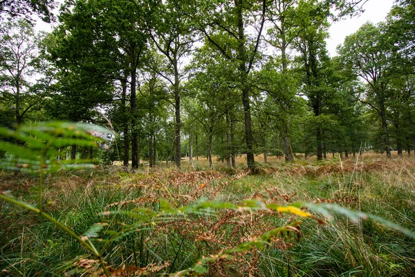 Een Groen Bos Met Bomen Denemarken — Stockfoto