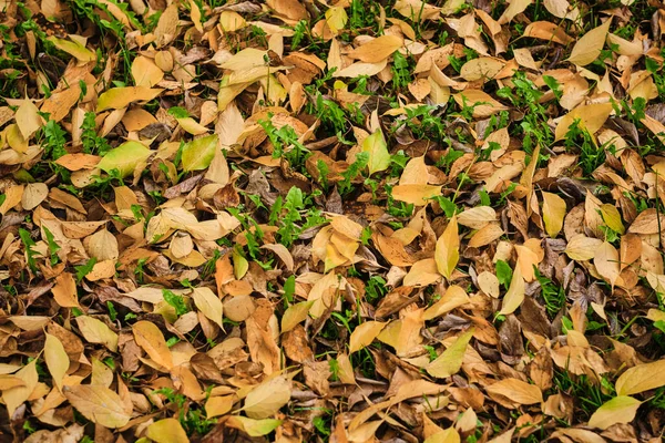 Closeup Shot Dry Fallen Leaves Autumn Ground Park Oradea Romania — Stock Photo, Image