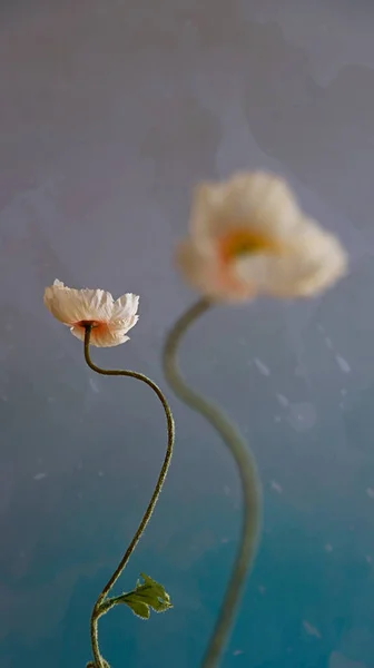 Μια Κάθετη Επιλεκτική Φωτογραφία Ενός Λουλουδιού Παπαρούνας Ροζ Και Μπλε — Φωτογραφία Αρχείου