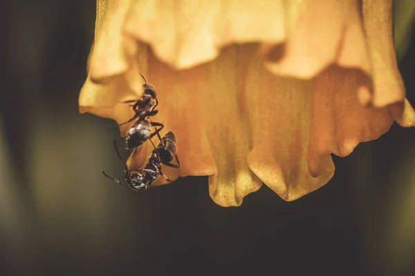 Eine Nahaufnahme Von Ameisen Auf Einer Gelben Blume — Stockfoto