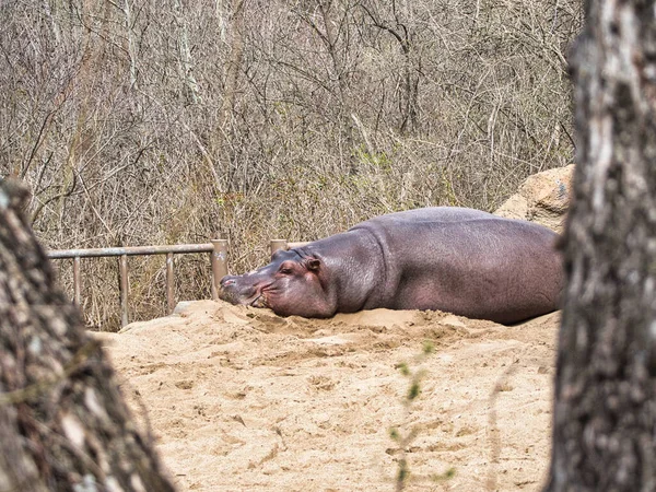 Zbliżenie Hipopotama Leżącego Piasku Zoo Kansas City — Zdjęcie stockowe