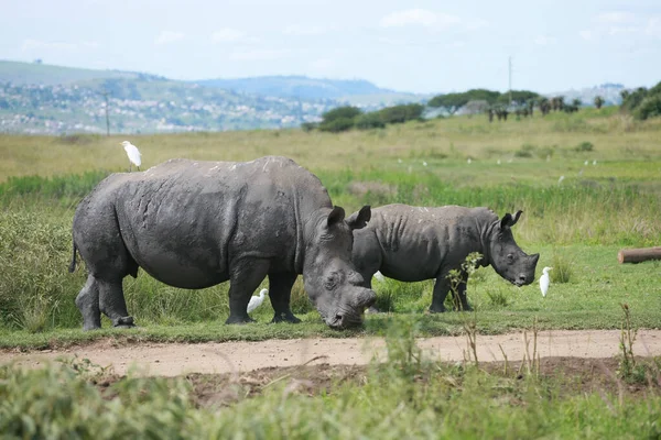 Rhinoceros Walking Wilderness — Stock Photo, Image