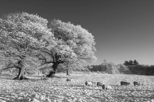 Una Foto Scala Grigi Una Mandria Pecore Pascolo Campo Innevato — Foto Stock