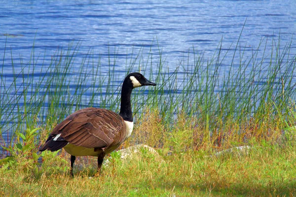 Tiro Perto Ganso Canadense Andando Uma Costa Lago — Fotografia de Stock