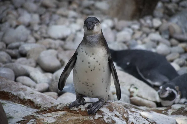 Selektiv Fokusbild Pingvin Zoo Colchester England — Stockfoto