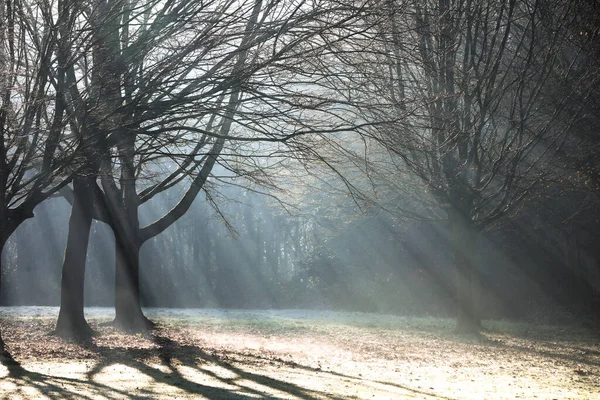 Une Vue Spectaculaire Des Rayons Soleil Traversant Entre Les Branches — Photo