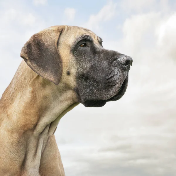 Großaufnahme Eines Großen Dänischen Hundes Vor Bewölktem Himmel — Stockfoto