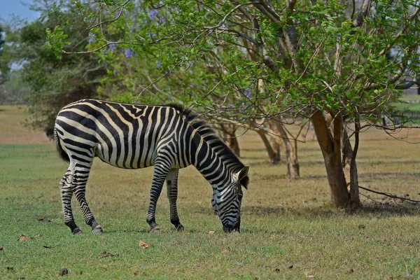 Una Zebra Parco Pazuri Vicino Alla Città Lusaka Zambia Africa — Foto Stock