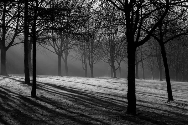 Grayscale Dramatic View Sunbeams Crossing Branches Leafless Trees Forest — Stock Photo, Image