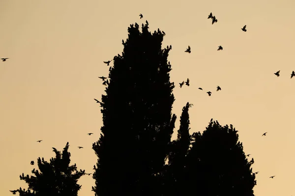 Low Angle Shot Gloomy Spooky Dark Sky Trees Flock Birds — Stock Photo, Image