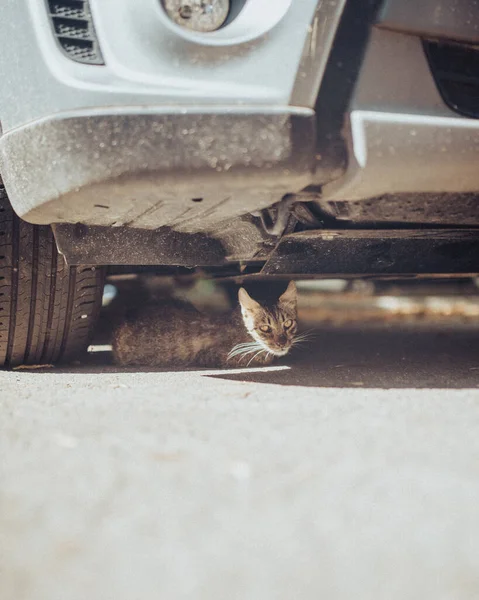 A young cat lying under a car on the street