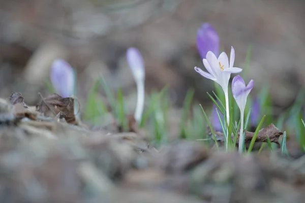 Crocus Flowers Blooming Spring Garden Belgium Closeup — Stock Photo, Image