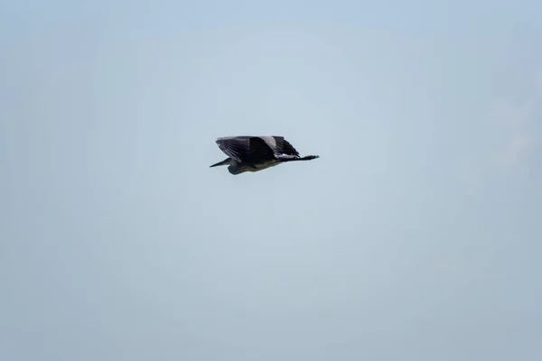 Low Angle Shot Gray Heron Flying Blue Cloudy Sky Bright — Stock Photo, Image