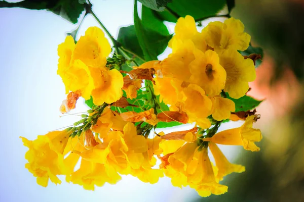 Eine Nahaufnahme Von Gelben Holunderblüten Die Tagsüber Garten Blühen Mit — Stockfoto