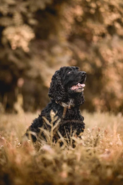 Black English Cocker Spaniel Sitting Field Blurry Background — Stock Photo, Image