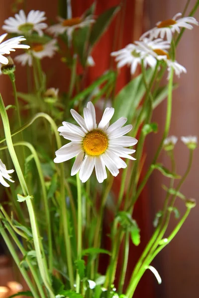 Pionowe Zdjęcie Selektywne Common Daisy Zielonymi Liśćmi — Zdjęcie stockowe