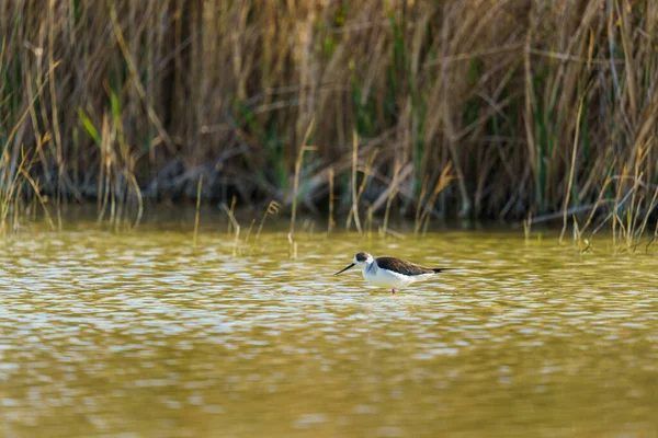 A Black-winged stilt walking in the water on a blurry background
