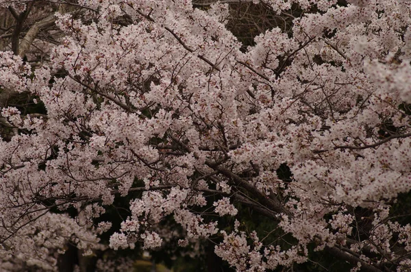 Uma Bela Cereja Floresce Estação Primavera Parque Fundo Floral Natural — Fotografia de Stock