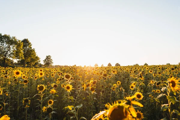 Eine Wunderschöne Landschaft Eines Sonnenblumenfeldes Eingefangen Während Des Sonnenaufgangs — Stockfoto