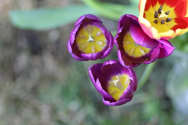 Верхний Вид Красочных Тюльпанов Саду — стоковое фото