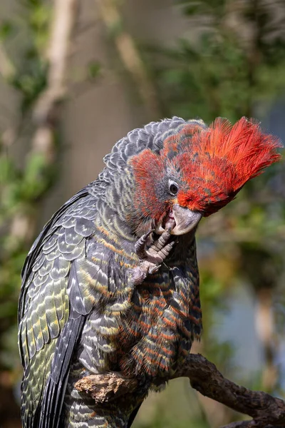 Egy Függőleges Lövés Piros Papagáj Homályos Háttér — Stock Fotó