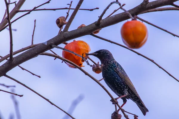 Close Bonito Starling Poleiro Ramo Árvore Comendo Caqui — Fotografia de Stock