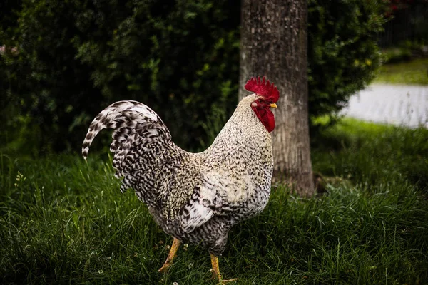 Sebuah Pemandangan Samping Ayam Jantan Dengan Bangga Berjalan Atas Rumput — Stok Foto