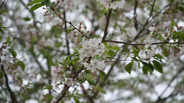 Ένα Κλαδί Από Άνθη Κερασιάς Λευκά Άνθη — Φωτογραφία Αρχείου