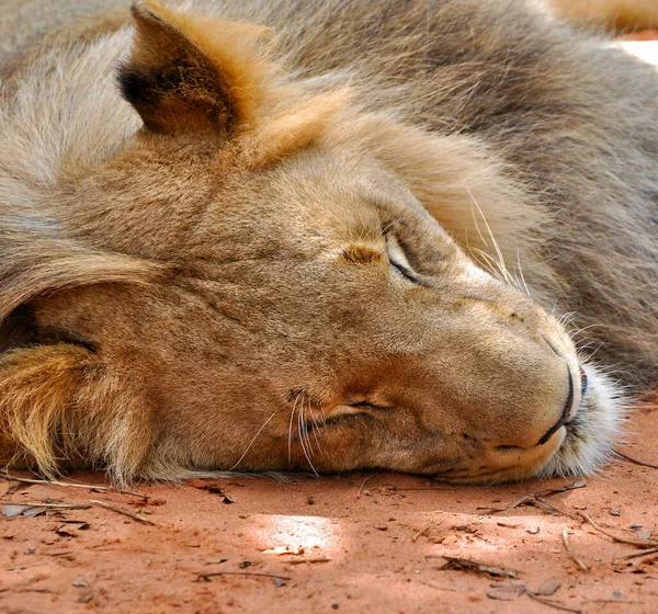 Young Male Lion Conservation Area Victoria Falls Zambia Africa — Stock Photo, Image