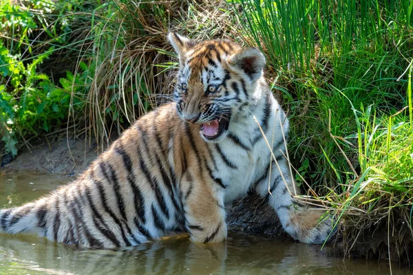 Tigre Sibérien Dans Étang Dans Jungle — Photo